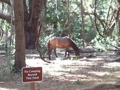 Cumberland Island NS