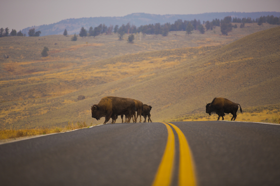 Yellowstone National Park