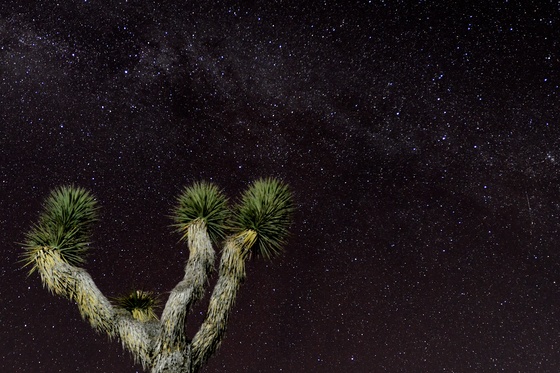 Joshua Tree NP