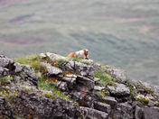 Denali National Park