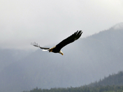 Tongass National Forest
