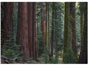 Sequoia National Park