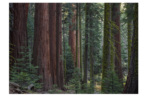 Sequoia National Park
