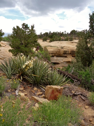 Mesa Verde National Park