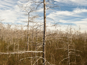 Everglades National Park, Flamingo Station