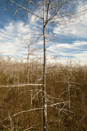 Everglades National Park, Flamingo Station