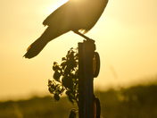 Everglades National Park