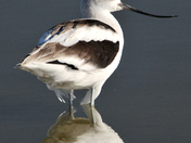 Bear River Migratory Bird Refuge