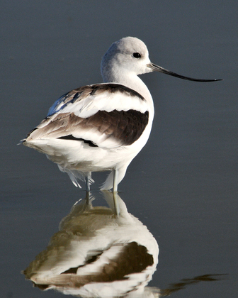 Bear River Migratory Bird Refuge
