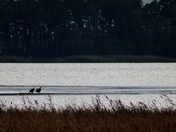 Blackwater NWR
