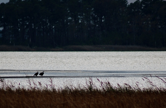 Blackwater NWR