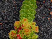 Hawaii Volcanoes National Park
