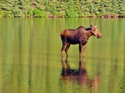 Moose Hangout
