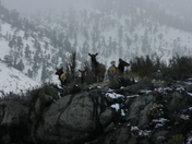 Toiyabe National Park