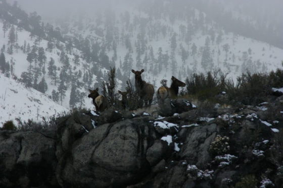 Toiyabe National Park