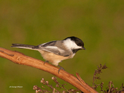 Black-capped Chickadee