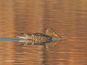 Northern Shoveler (female)