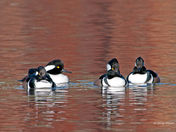 Hooded Mergansers (males)
