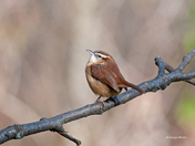 Carolina Wren
