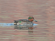 Green-winged Teal (male)