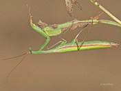 Praying Mantis