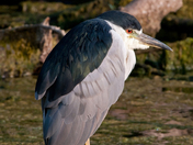 Black-crowned Night Heron
