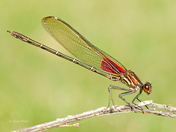 Red-winged Damselfly