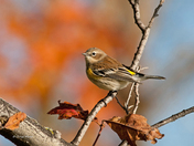 Yellow-rumped Warbler
