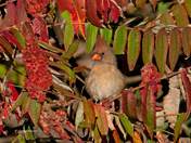 Northern Cardinal (female)