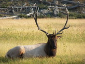 Yellowstone NP