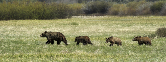 Grand Teton National Park