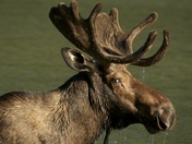 Glacier National Park