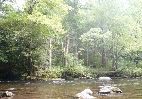 Great Smokey Mountains National Park