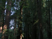 Redwood National Park