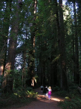 Redwood National Park