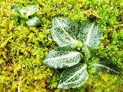 Wayne National Forest