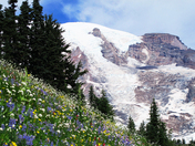 Mt. Rainier National Park