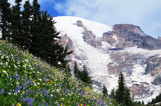 Mt. Rainier National Park