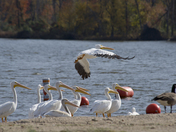 Crab Orchard Wildlife Refuge