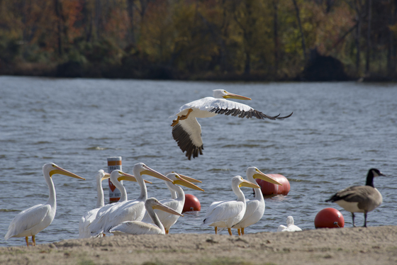 Crab Orchard Wildlife Refuge