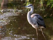 Lee Metcalf National Wildlife Refuge