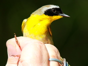 Great Dismal Swamp National Wildlife Refuge