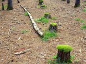 Stumps