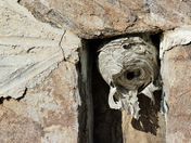 Nature's Architecture