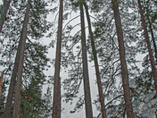 National Park Service