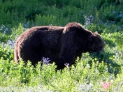 Yellowstone National Park