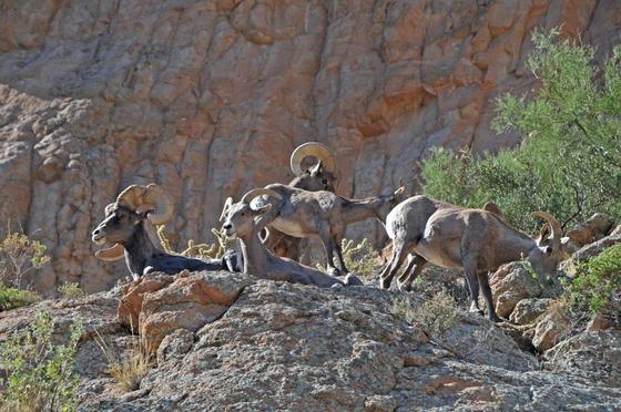 Tonto National Forest