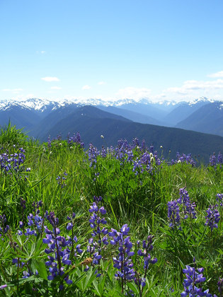 Olympic National Park