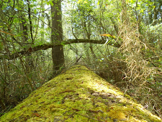 Congaree National Forest