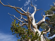 Great Basin National Park